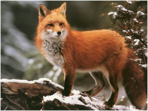 fox