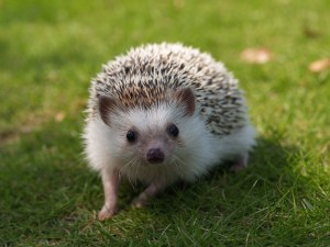 hedgehog
